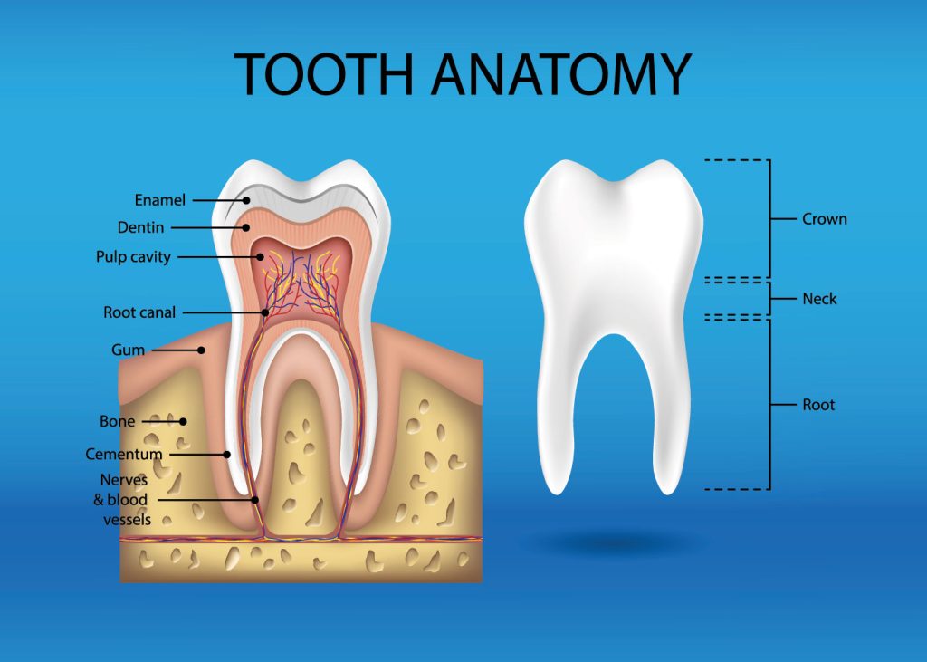 Tooth anatomy infographics