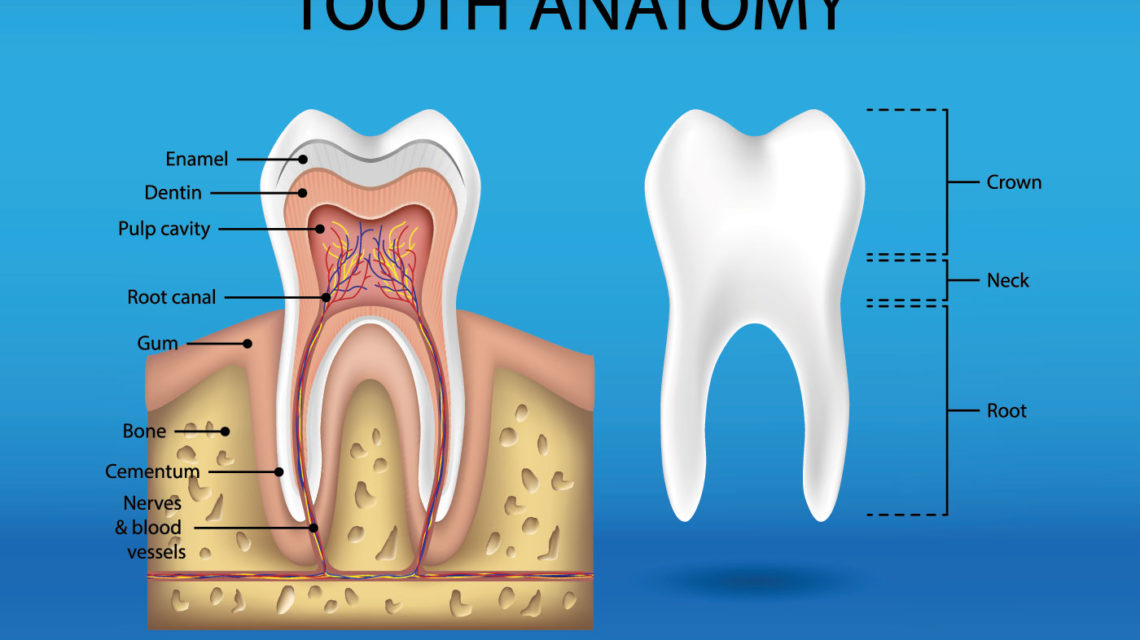 Tooth anatomy infographics